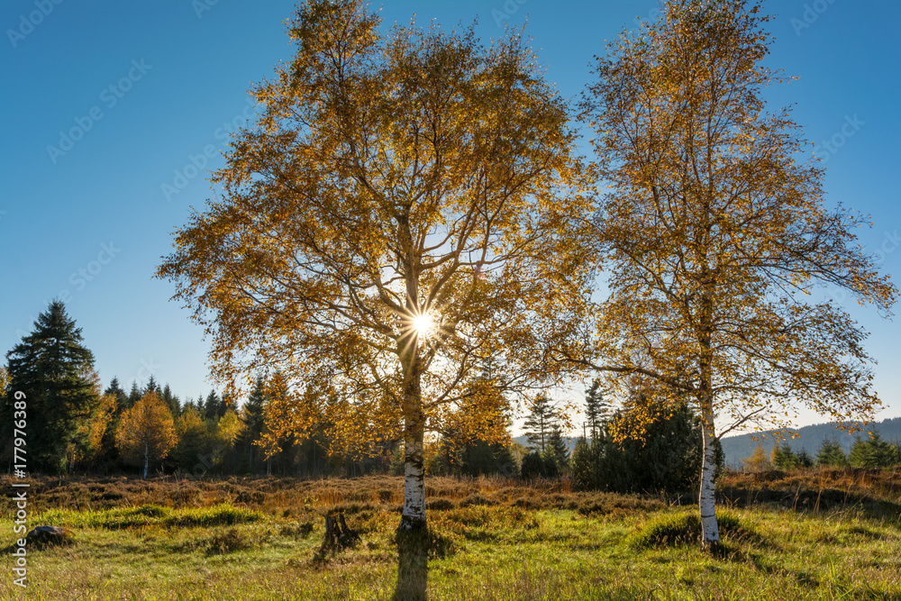 Obraz premium Autumn landscape - Black Forest. Birches in the Black Forest at sunset.
