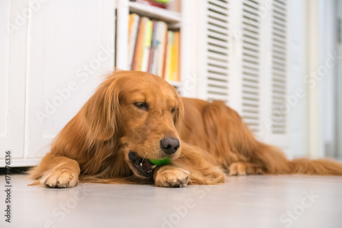 Golden Retriever to lie on the ground