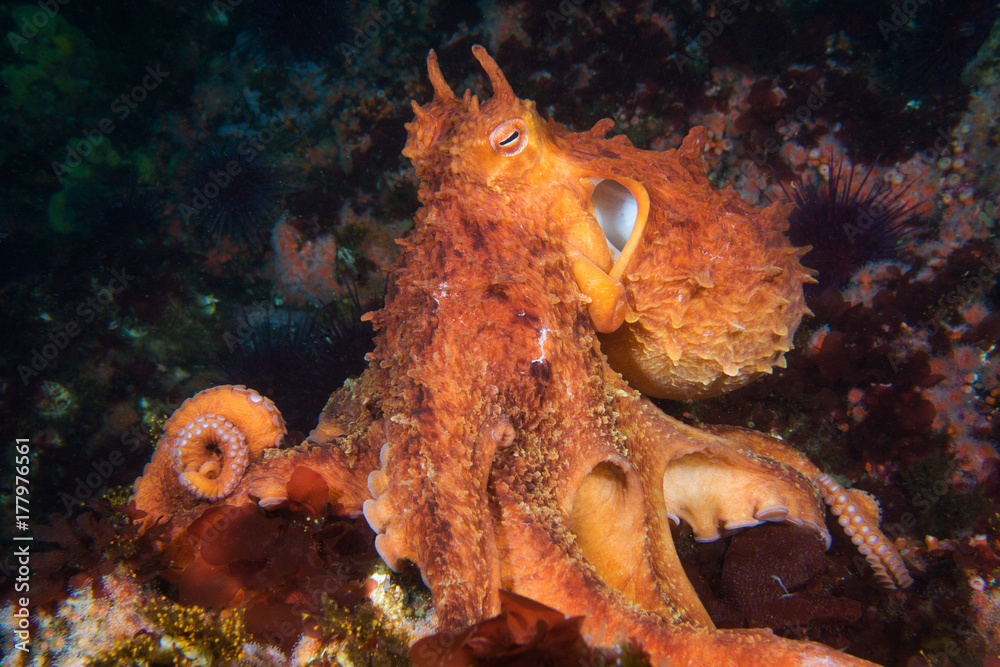 Adult Giant Pacific Octopus Enteroctopus dofleini feeding on a reef