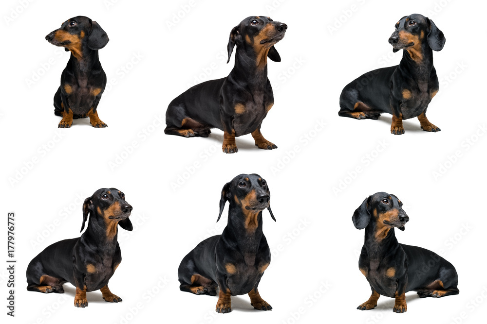 collage of cute dog dachshund, black and tan, isolated on white background