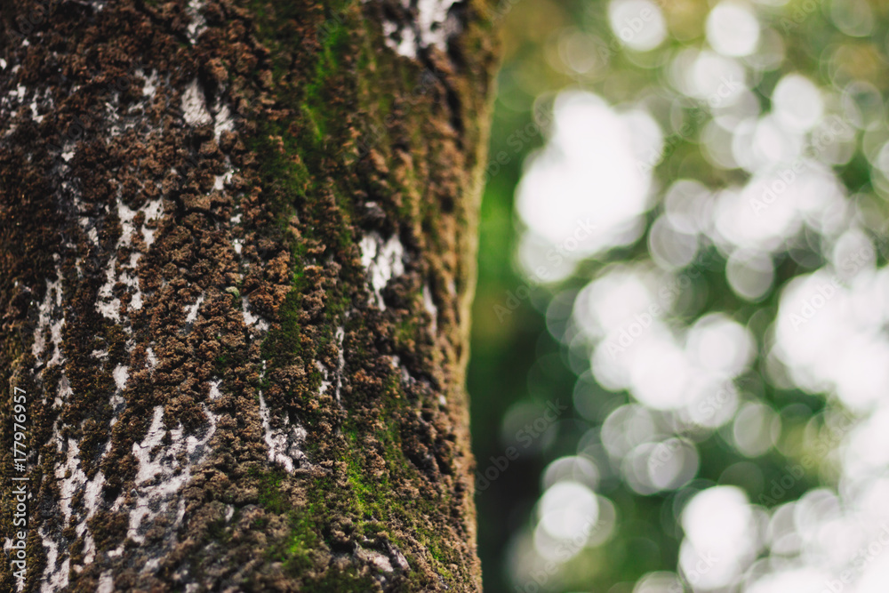 Fototapeta premium Tree trunk on blurred background
