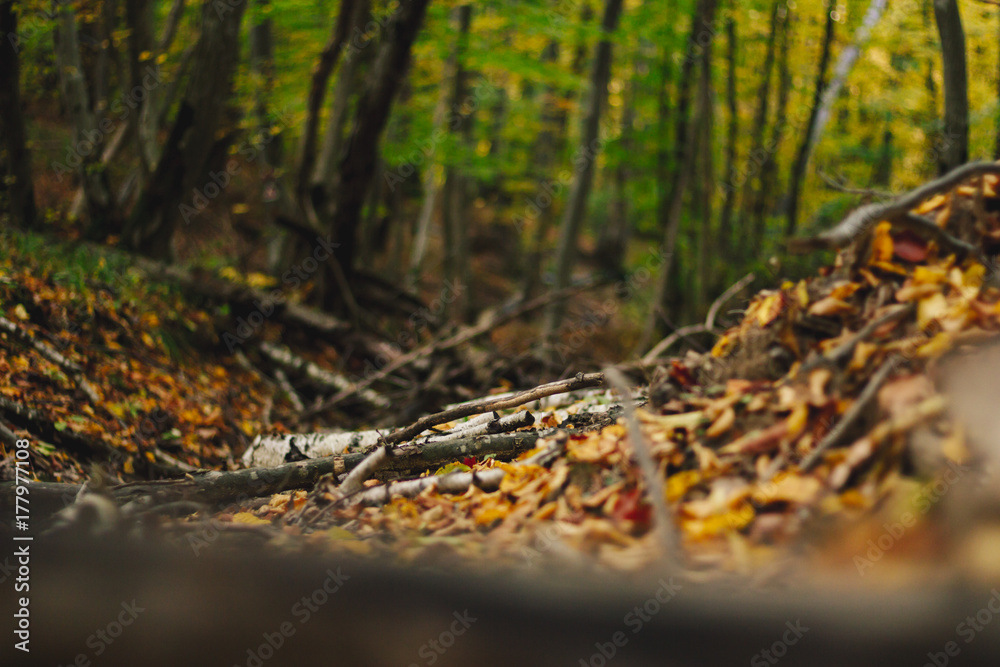 Dry branches and leaves on the ground in the forest in autumn Dry branches and leaves on the ground in the forest in autumn