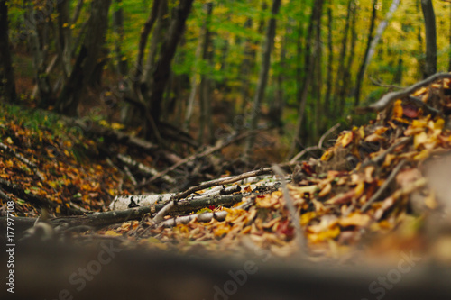 Dry branches and leaves on the ground in the forest in autumn