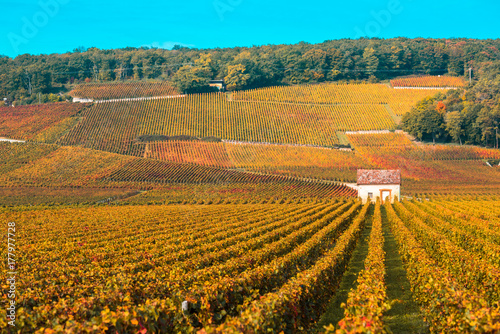 Vineyards in the autumn season, Burgundy, France © javarman