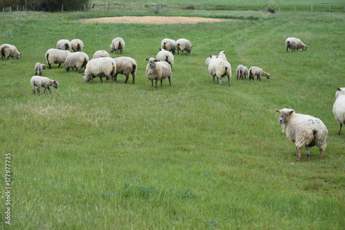 Moutons dans un pré à l'Aiguillon-sur-Mer, Vendée