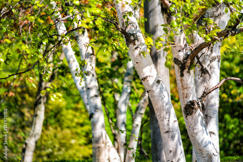 Closeup of many green birch trees grove with leaves in summer in park Quebec, Canada