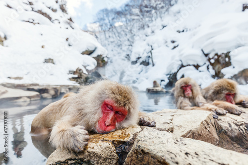 Photography Snow Monkeys