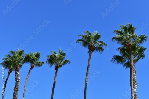 Palm trees against the sky.