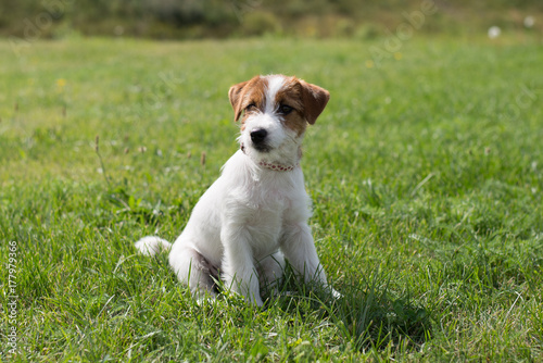 Puppy Jack Russell Terrier