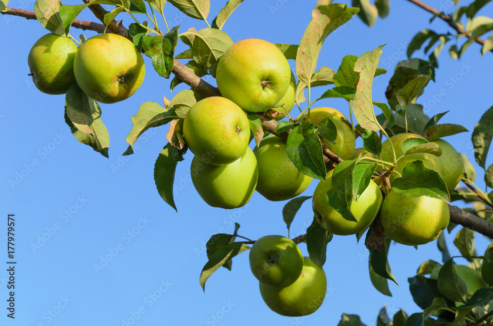 branch with green apples on blue sky background branch with green apples on blue sky background