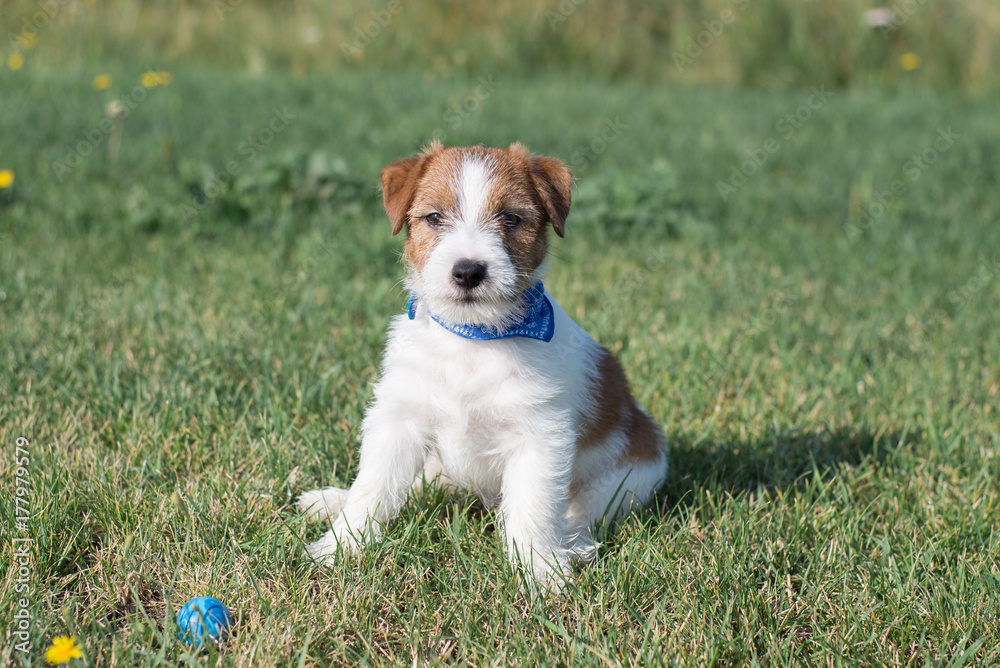 Puppy Jack Russell Terrier plays with a toy Puppy Jack Russell Terrier plays with a toy