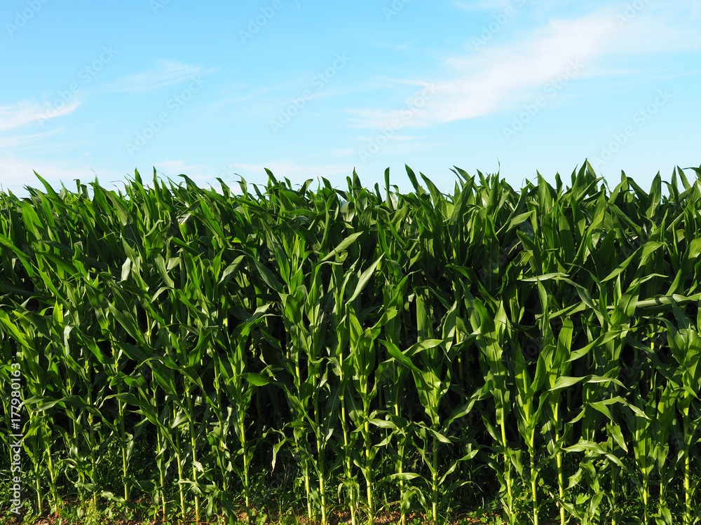 A green field of corn growing up A green field of corn growing up