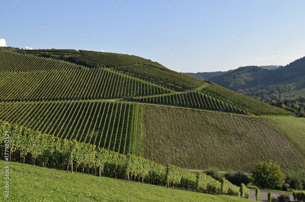 view across Vineyards on a slope near Durbach Ortenau, Baden Germany 