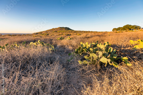 Desert Landscape in Malibu, CA