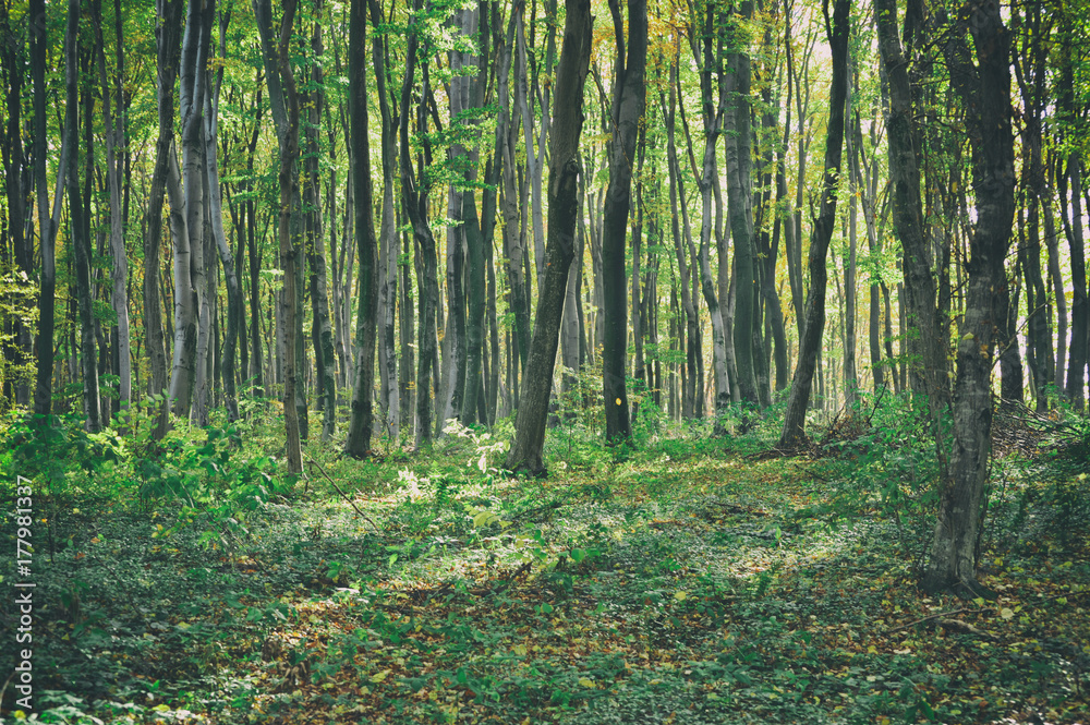 Fototapeta premium Autumn forest trees landscape