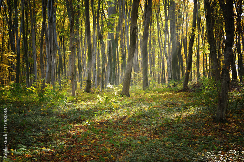 Autumn forest trees landscape
