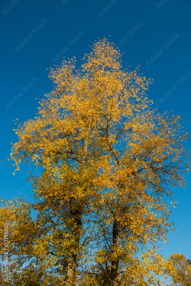 trees in the autumn deciduous forest trees in the autumn deciduous forest