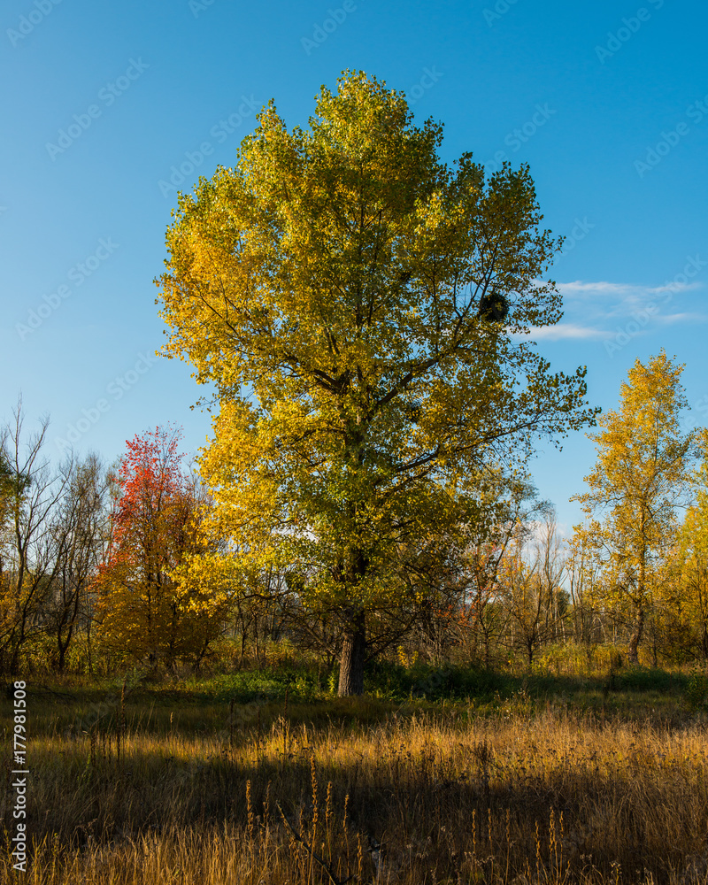 trees in the autumn deciduous forest