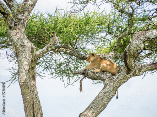 A Lioness in the Trees © Mathias