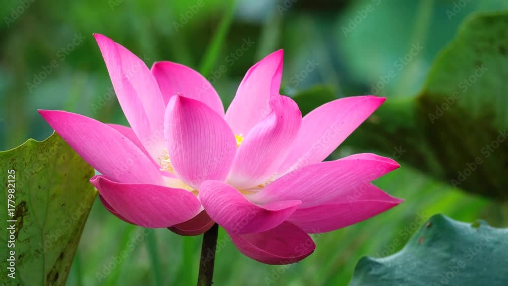 Beautiful flowers background. Beauty blossom pink lotus flower, yellow pistil with green leaf background in a country in early morning. Clip 4k high resolution Beautiful flowers background. Beauty blossom pink lotus flower, yellow pistil with green leaf background in a country in early morning. Clip 4k high resolution