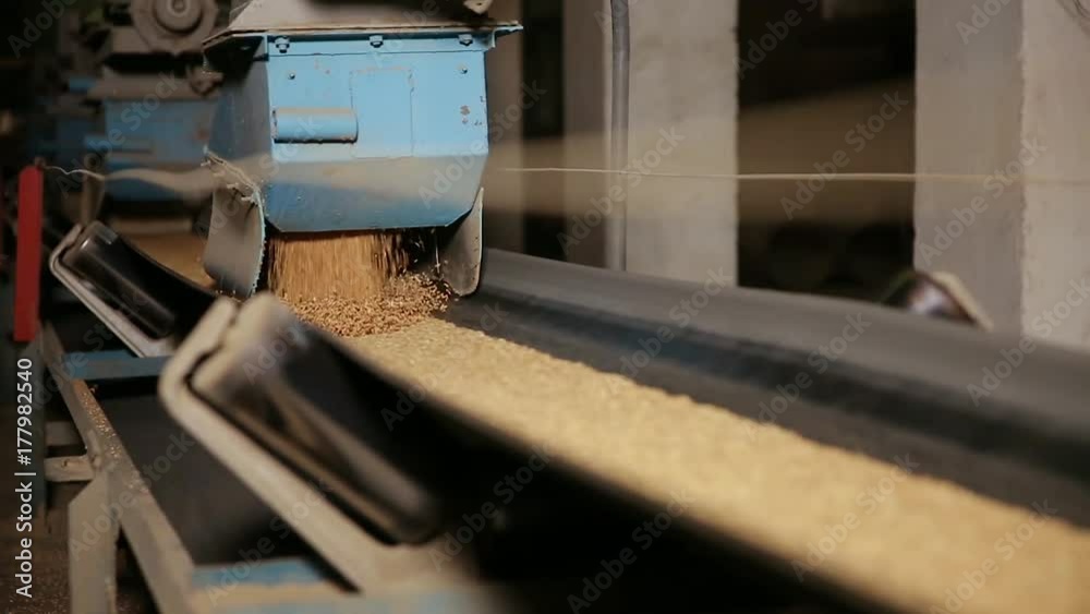 Grain moves along the conveyor belt. Wheat is transported by conveyor for drying and grinding in a mill. Wheat is ground into flour. Wheat grain on the conveyor. Granary in the milling plant. Grain moves along the conveyor belt. Wheat is transported by conveyor for drying and grinding in a mill. Wheat is ground into flour. Wheat grain on the conveyor. Granary in the milling plant.