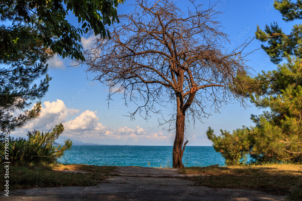 a dead tree grows on the black sea, the beach and the sun on a summer day