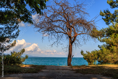 a dead tree grows on the black sea, the beach and the sun on a summer day