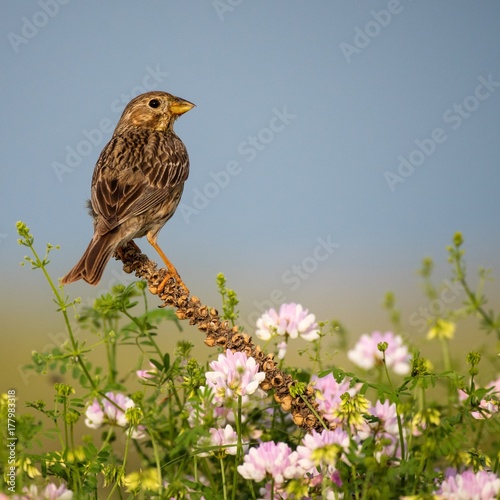 Corn Bunting is sitting on the flowers in the spring field