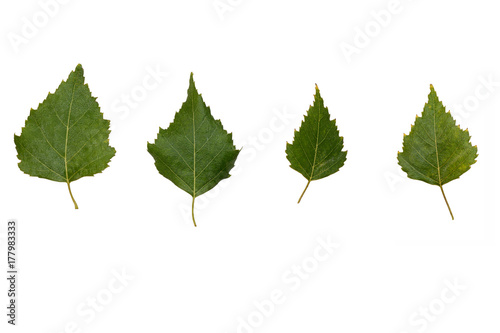 four dry green birch leaves on a white background