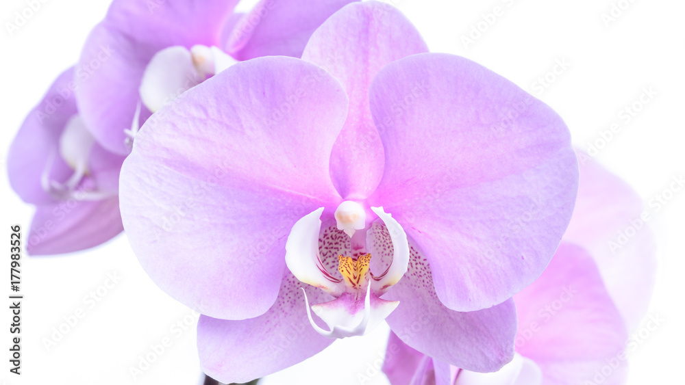 Violette Phalaenopsis Orchidee isoliert vor weißem Hintergrund Violette Phalaenopsis Orchidee isoliert vor weißem Hintergrund