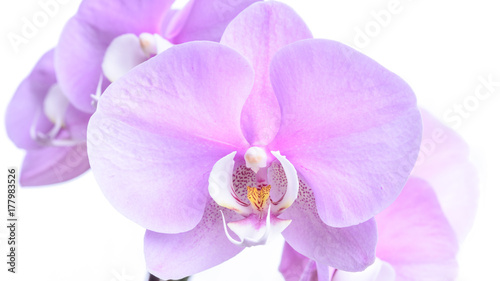 Violette Phalaenopsis Orchidee isoliert vor wei  em Hintergrund
