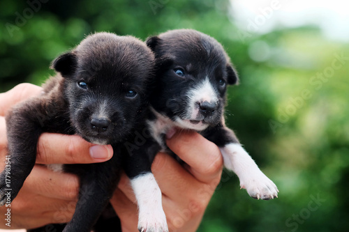 carry poor black breed puppy of Thailand with human big hand .have some space for write wording 