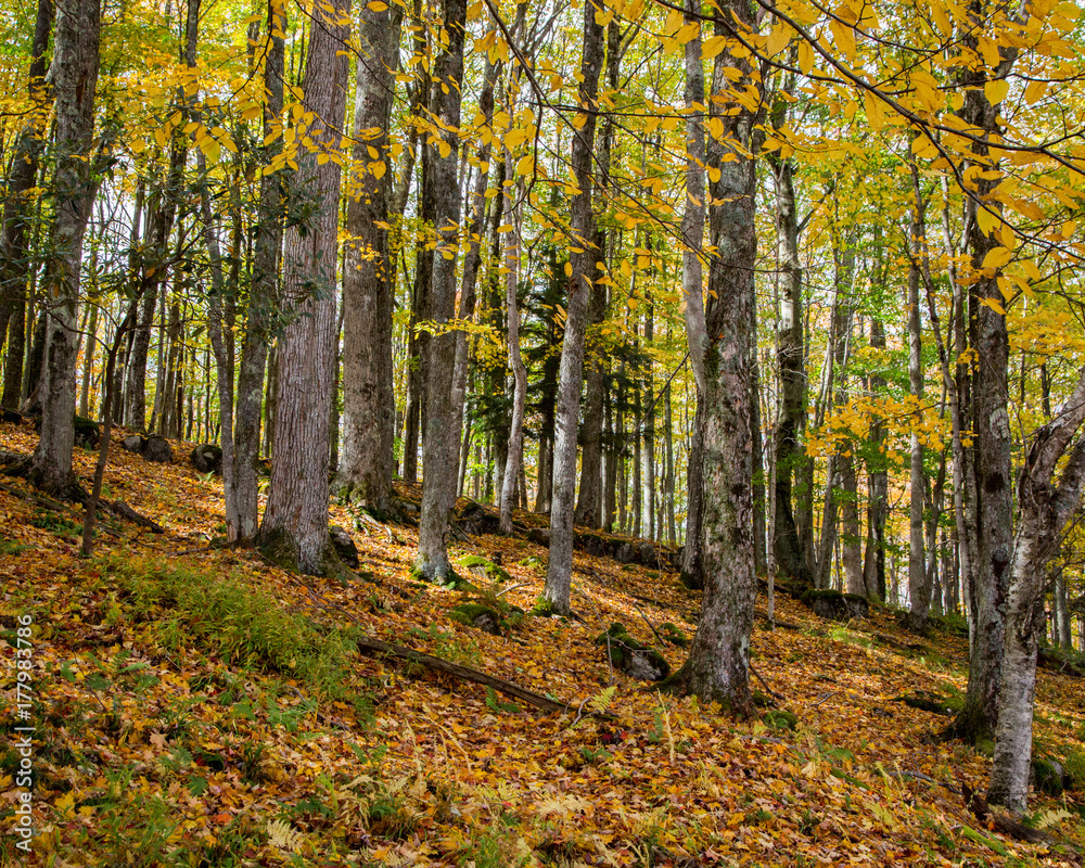 Fall trees Fall trees