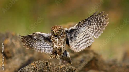 little owl is flying with prey
