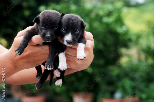 carry poor black breed puppy of Thailand with human big hand .have some space for write wording 