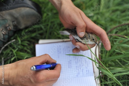 Bird Banding photo