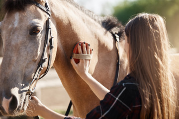 Young beautiful female taking care and brushing a horse. The broodmare manager position is an important one in the equine breeding industry