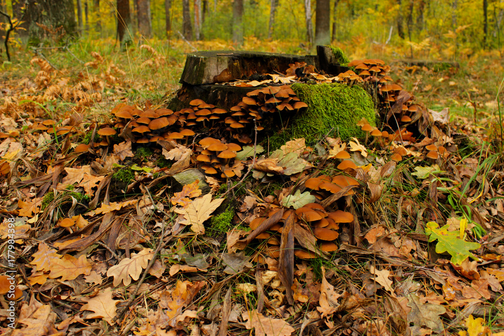 Obraz premium Small toadstools in the forest on the hemp