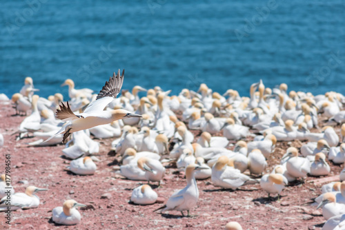 Overlook of white Gannet birds colony nesting on cliff on Bonaventure Island in Perce, Quebec, Canada by Gaspesie, Gaspe region with one bird flying above ground © Andriy Blokhin