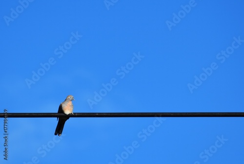 alone bird on electric cable under white cloud and blue sky © Thanakon
