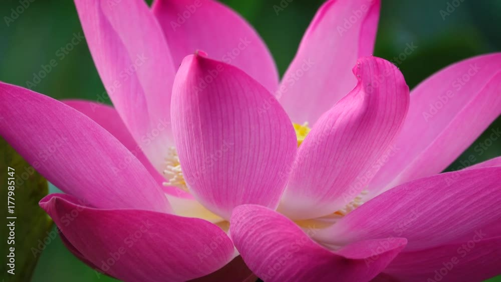 Beautiful flowers background. Beauty blossom pink lotus flower, yellow pistil with green leaf background in a country in early morning. Clip 4k high resolution Beautiful flowers background. Beauty blossom pink lotus flower, yellow pistil with green leaf background in a country in early morning. Clip 4k high resolution