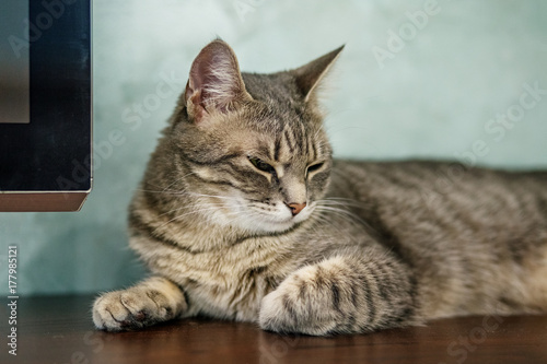 Striped beautiful cat lying and sleeping in the room. The concept of pets.