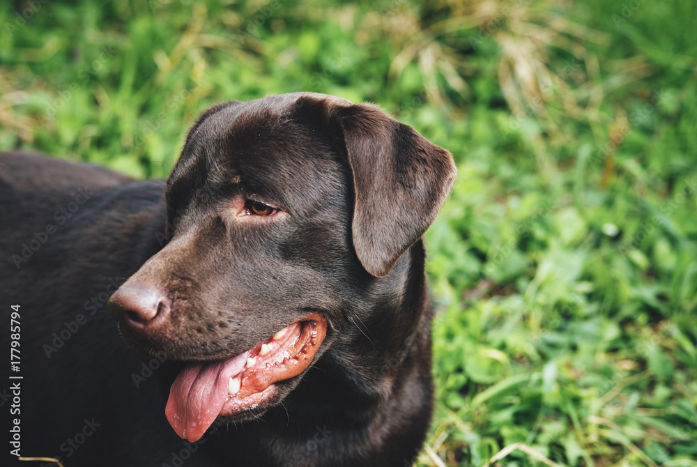 dog labrador