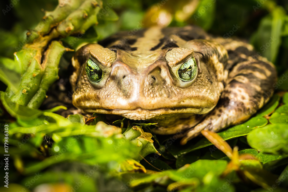 Obraz premium Frog