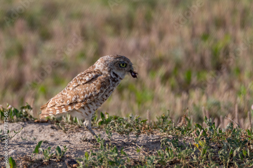 Burrowing owl at the nest with food in it's beak