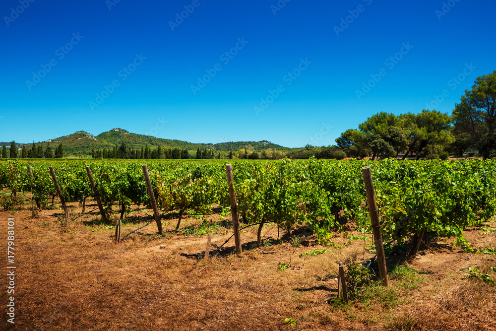 Vineyard and hills - agriculture, countryside landscape