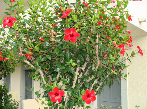 Red hibiscus flower on Crete island .