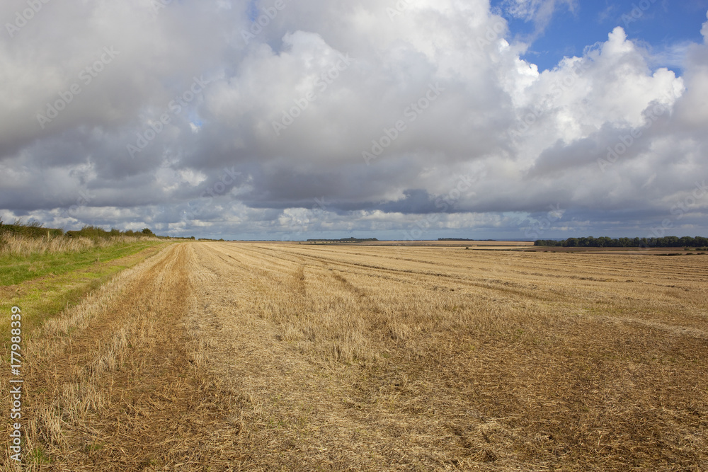 Fototapeta premium harvested wheat field