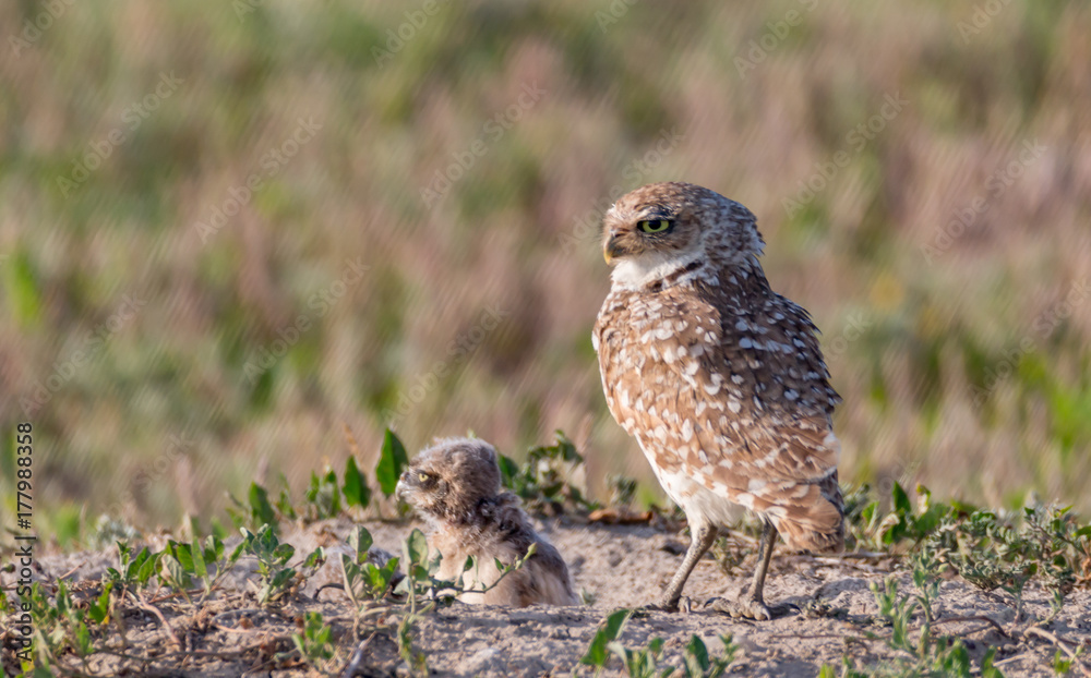 Burrowing owl and chick at the nest Burrowing owl and chick at the nest
