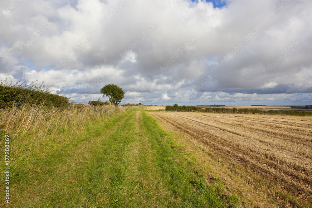 Obraz premium minster way bridleway